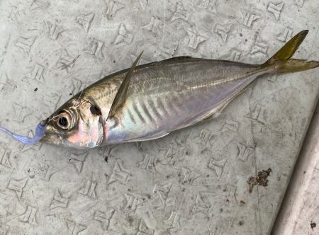 あみや渡船 JIGBOY 釣果