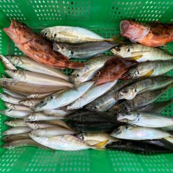 岡田釣船 八英丸 釣果