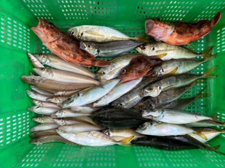 岡田釣船 八英丸 釣果