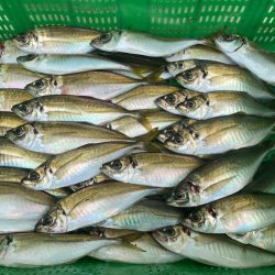 岡田釣船 八英丸 釣果