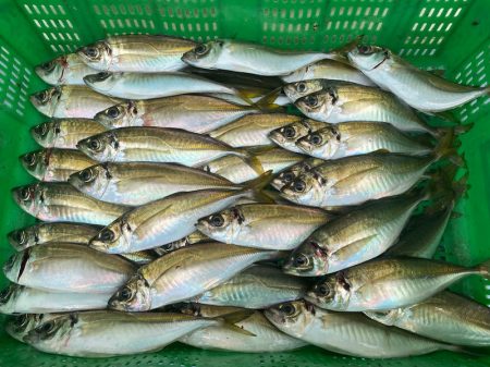 岡田釣船 八英丸 釣果