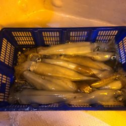 海龍丸（石川） 釣果