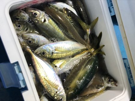 ヤザワ渡船 釣果