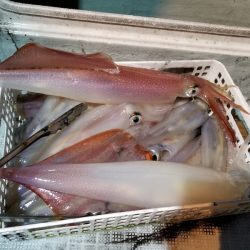 アマテラス 釣果