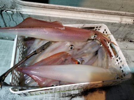 アマテラス 釣果