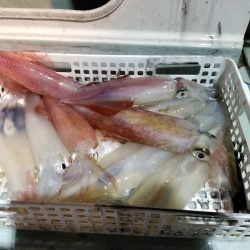 アマテラス 釣果
