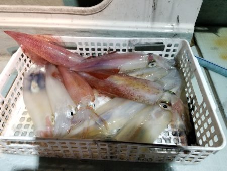 アマテラス 釣果