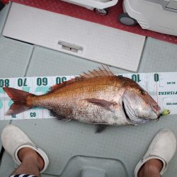 シーライオン 釣果