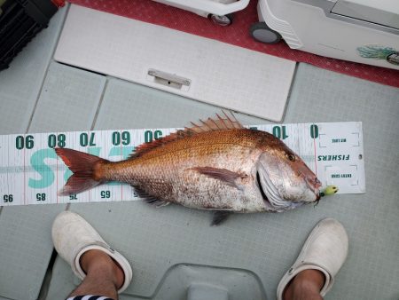 シーライオン 釣果