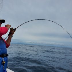 シーライオン 釣果