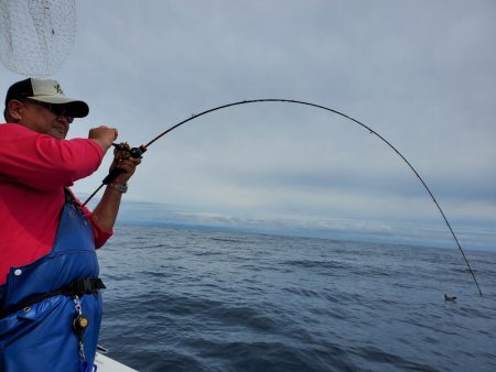 シーライオン 釣果