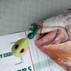 シーライオン 釣果