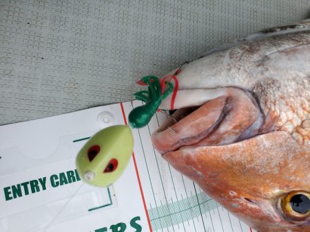 シーライオン 釣果