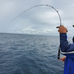 シーライオン 釣果