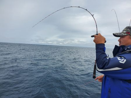 シーライオン 釣果