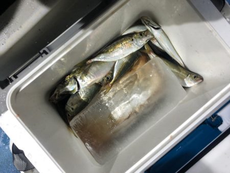 ヤザワ渡船 釣果