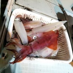 アマテラス 釣果