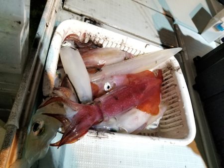 アマテラス 釣果