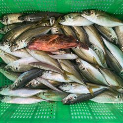 岡田釣船 八英丸 釣果