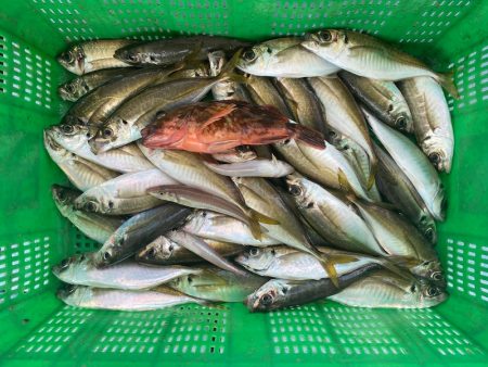 岡田釣船 八英丸 釣果