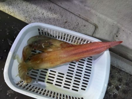 第二龍勢丸 釣果