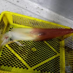 第二龍勢丸 釣果