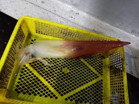 第二龍勢丸 釣果