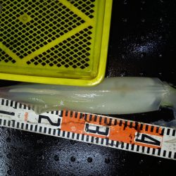 第二龍勢丸 釣果