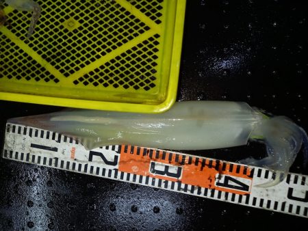 第二龍勢丸 釣果