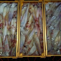 第二龍勢丸 釣果