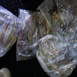 第二龍勢丸 釣果