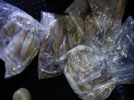 第二龍勢丸 釣果