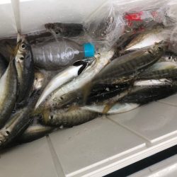 ヤザワ渡船 釣果