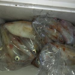 第二龍勢丸 釣果