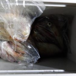 第二龍勢丸 釣果