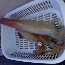 第二龍勢丸 釣果