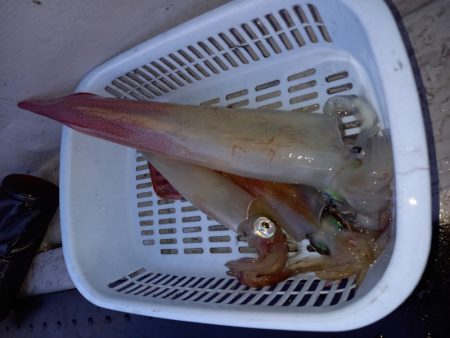 第二龍勢丸 釣果