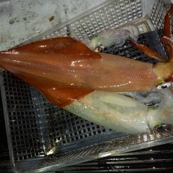 第二龍勢丸 釣果