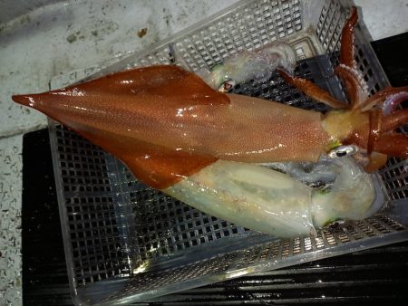 第二龍勢丸 釣果