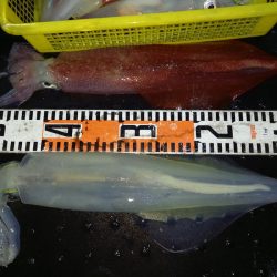 第二龍勢丸 釣果