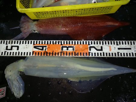 第二龍勢丸 釣果