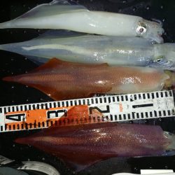 第二龍勢丸 釣果