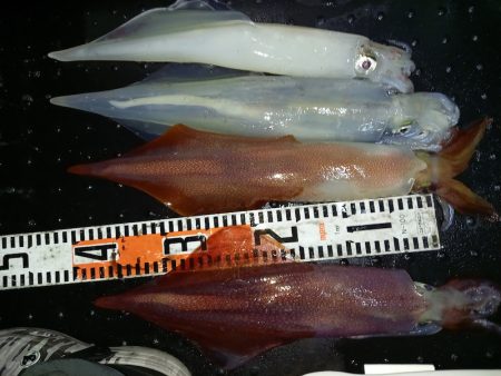 第二龍勢丸 釣果