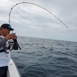 シーライオン 釣果