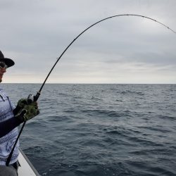 シーライオン 釣果