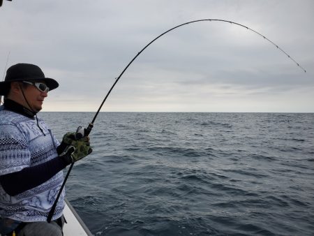 シーライオン 釣果
