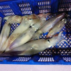 海龍丸（石川） 釣果