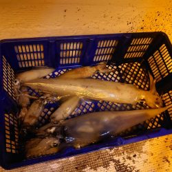 海龍丸（石川） 釣果