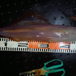 第二龍勢丸 釣果