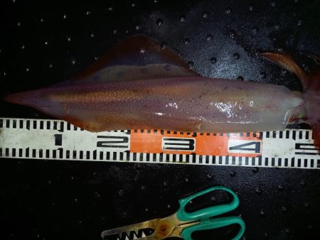 第二龍勢丸 釣果